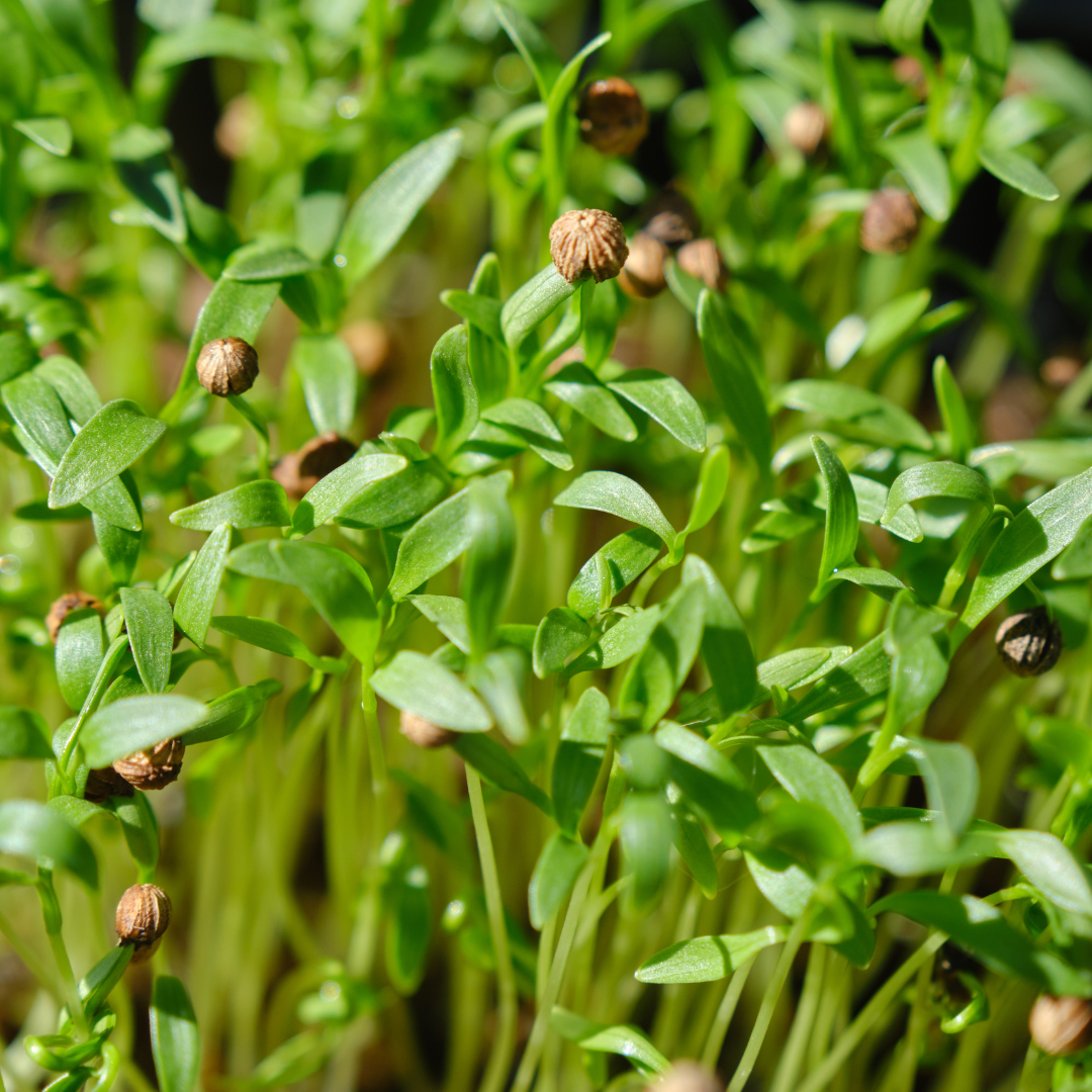 Cilantro Microgreens