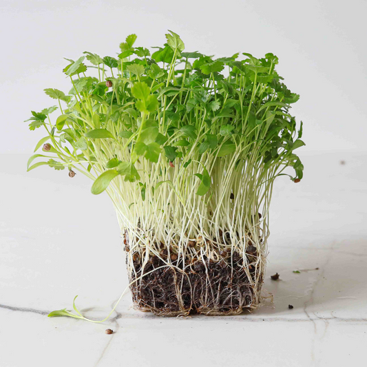 Cilantro Microgreens