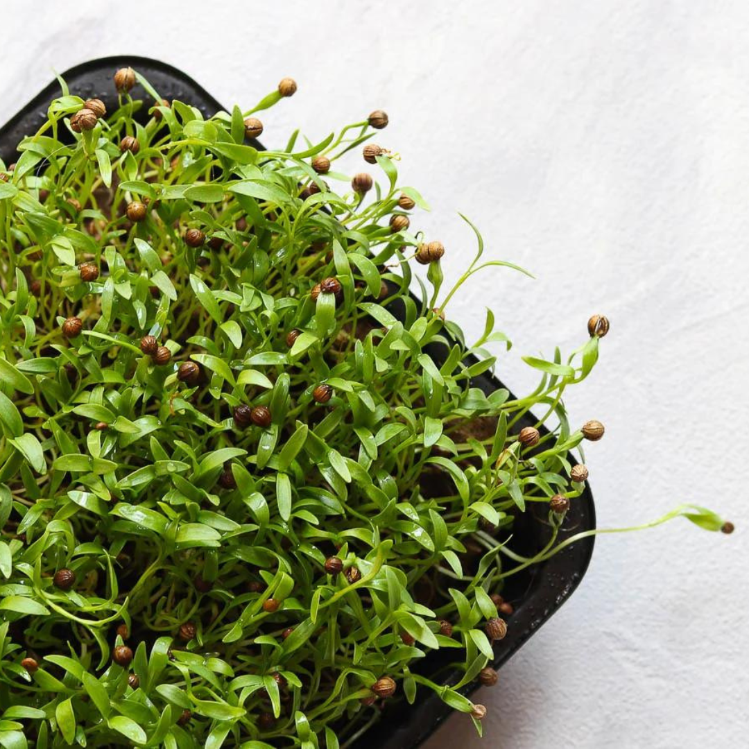 Cilantro Microgreens