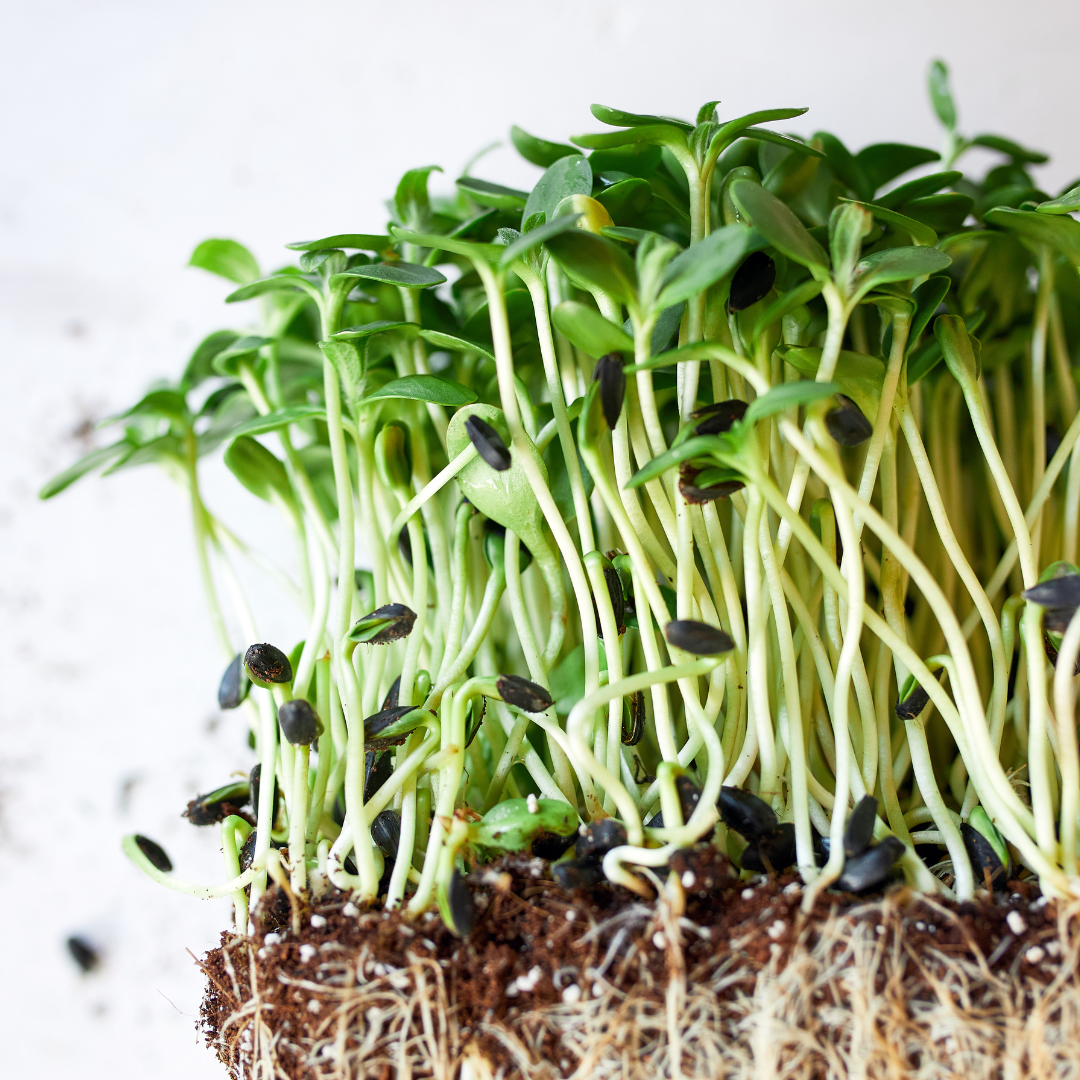 Sunflower Microgreens