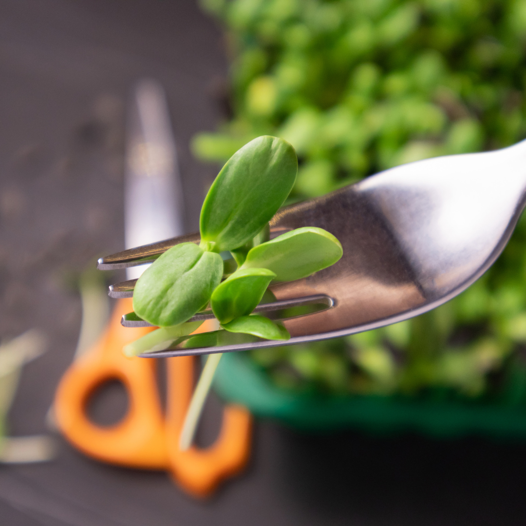 Sunflower Microgreens