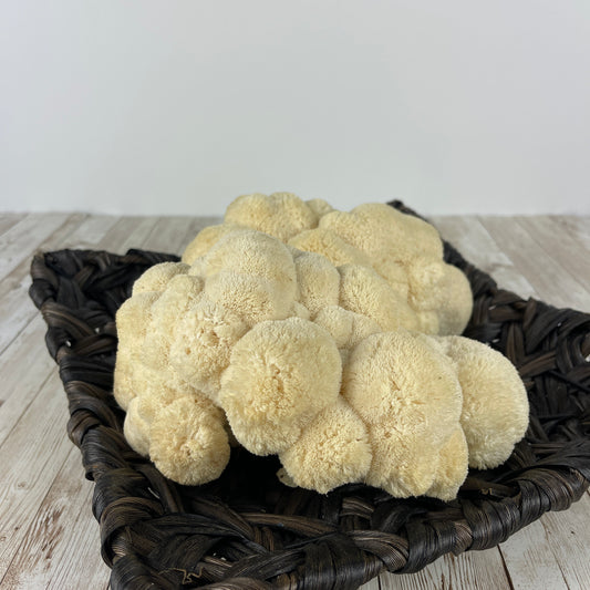 Lion's Mane Mushrooms